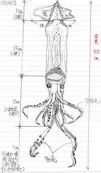 squid-15.jpg