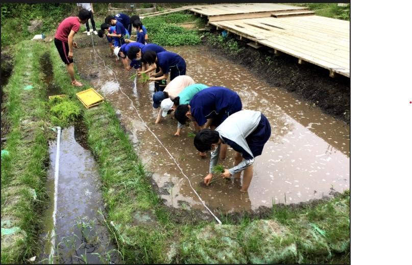 田植え３.jpg