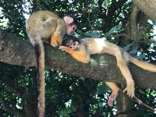IMG_3237.jpeg