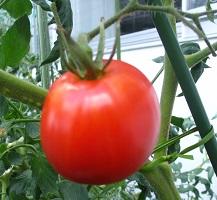 「みんなでトマトを育てよう！」キャンペーン
