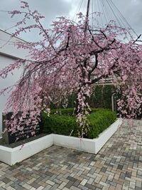 20250328-1.jpg