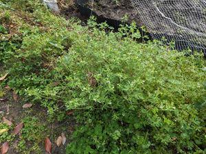20240517-1s.jpg