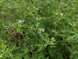 20240517-2s.jpg