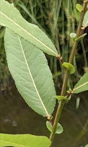 20240531-2s.jpg