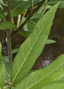 20240531-3s.jpg