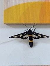 20240621-7s.jpg