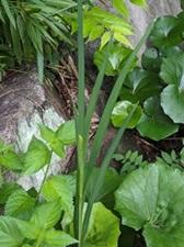 20240719-5s.jpg