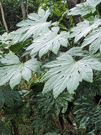 20250307-2s.jpg