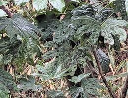20250307-4s.jpg