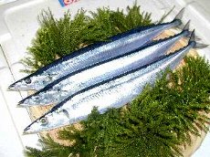 sanma.jpg