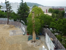 メタセコイヤ.jpg
