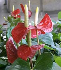 anthurium1.jpg