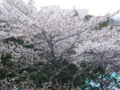 変換 ～ 桜.jpg