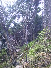 変換 ～ 20100316_0013.jpg
