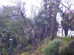 変換 ～ 20100316_0014.jpg