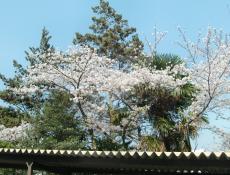 変換 ～ CIMG0273.jpg