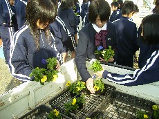 J1球根植え５.jpg