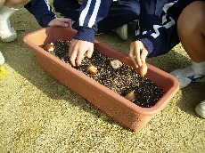 J1球根植え８.jpg