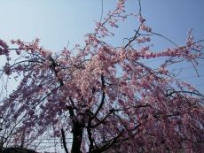 20120408018.jpg