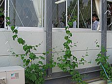 IMG_1150.jpg