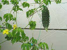 IMG_1185.jpg