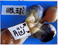 squid-02.jpg