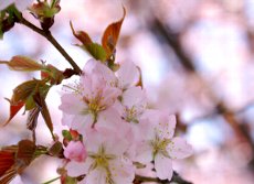 桜の花