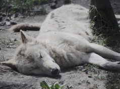 DSC_0935.jpg