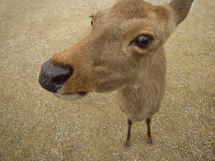 P10237290.gif
