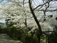 P3240001.gif
