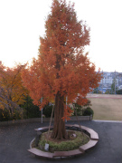 IMG_3360.jpg