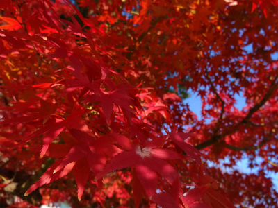 DSC04115.jpg